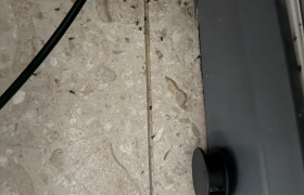 traitement fourmis