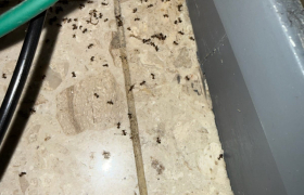 traitement fourmis